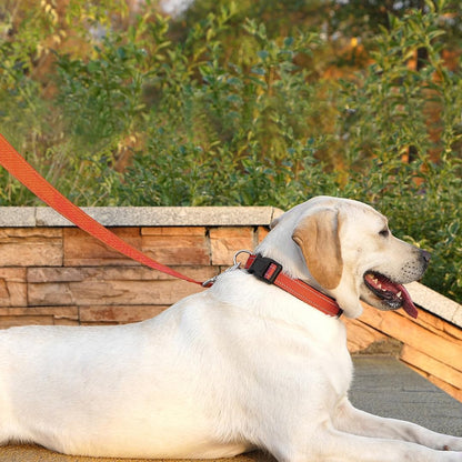 6 FT Basic Dog Leash for Medium Dogs,Orange