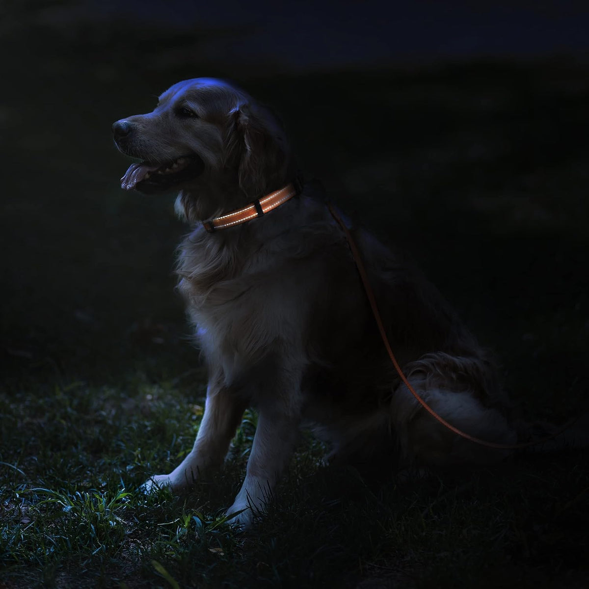Reflective Dog Collar, Quick-Release Buckle (Black, 7-11 Inch (New))