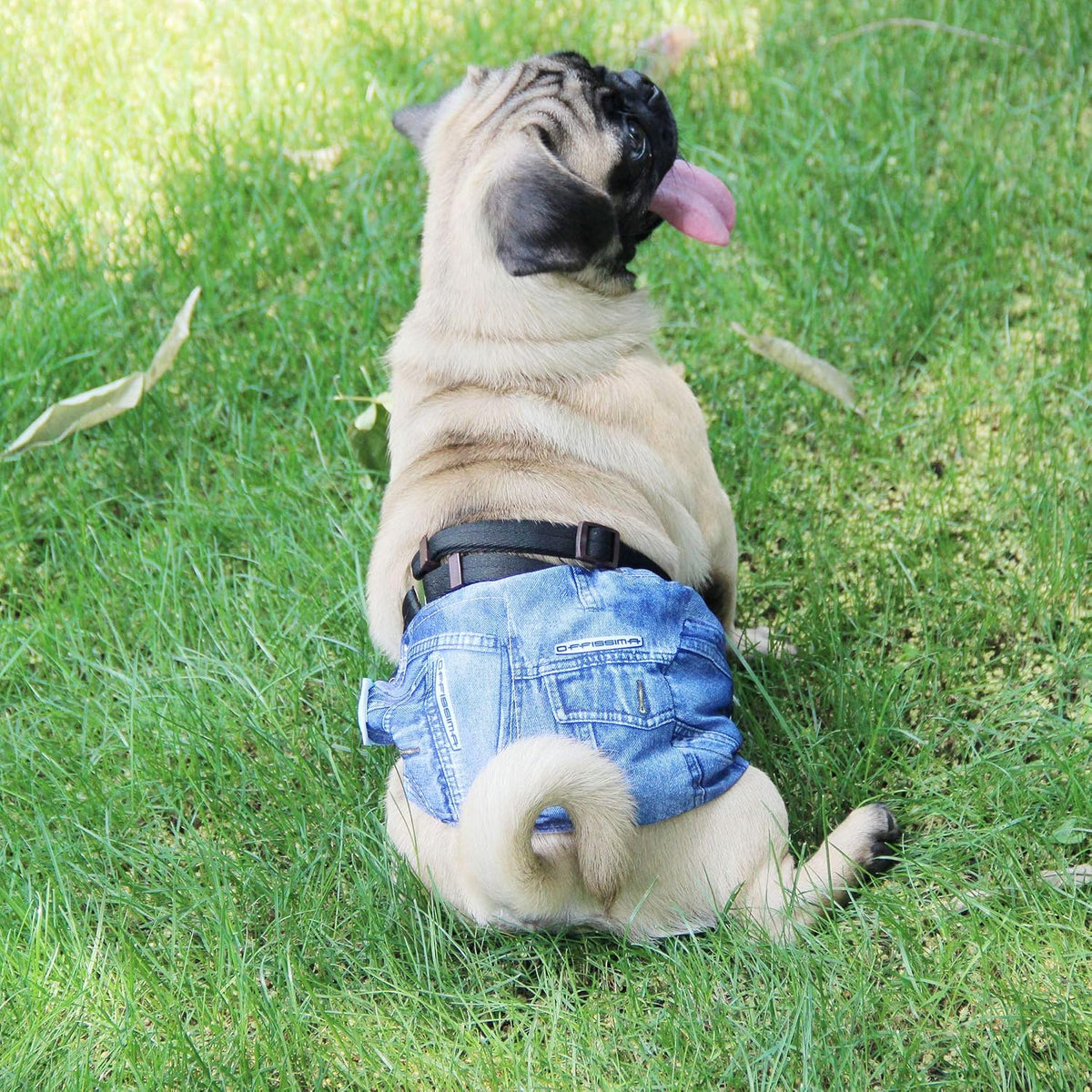 Jeans Washable Male Dog Diapers (Pack of 3) - Washable Male Dog Belly Wrap (Medium)